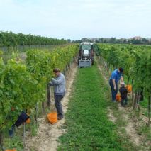Weinlese