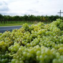 Weinlese