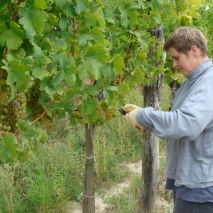 Weinlese