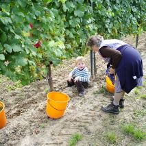 Weinlese